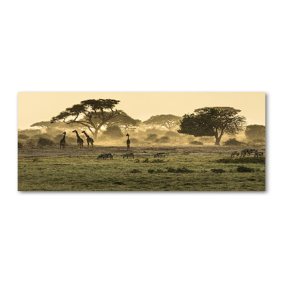 Foto obraz akryl Żyrafy na sawannie