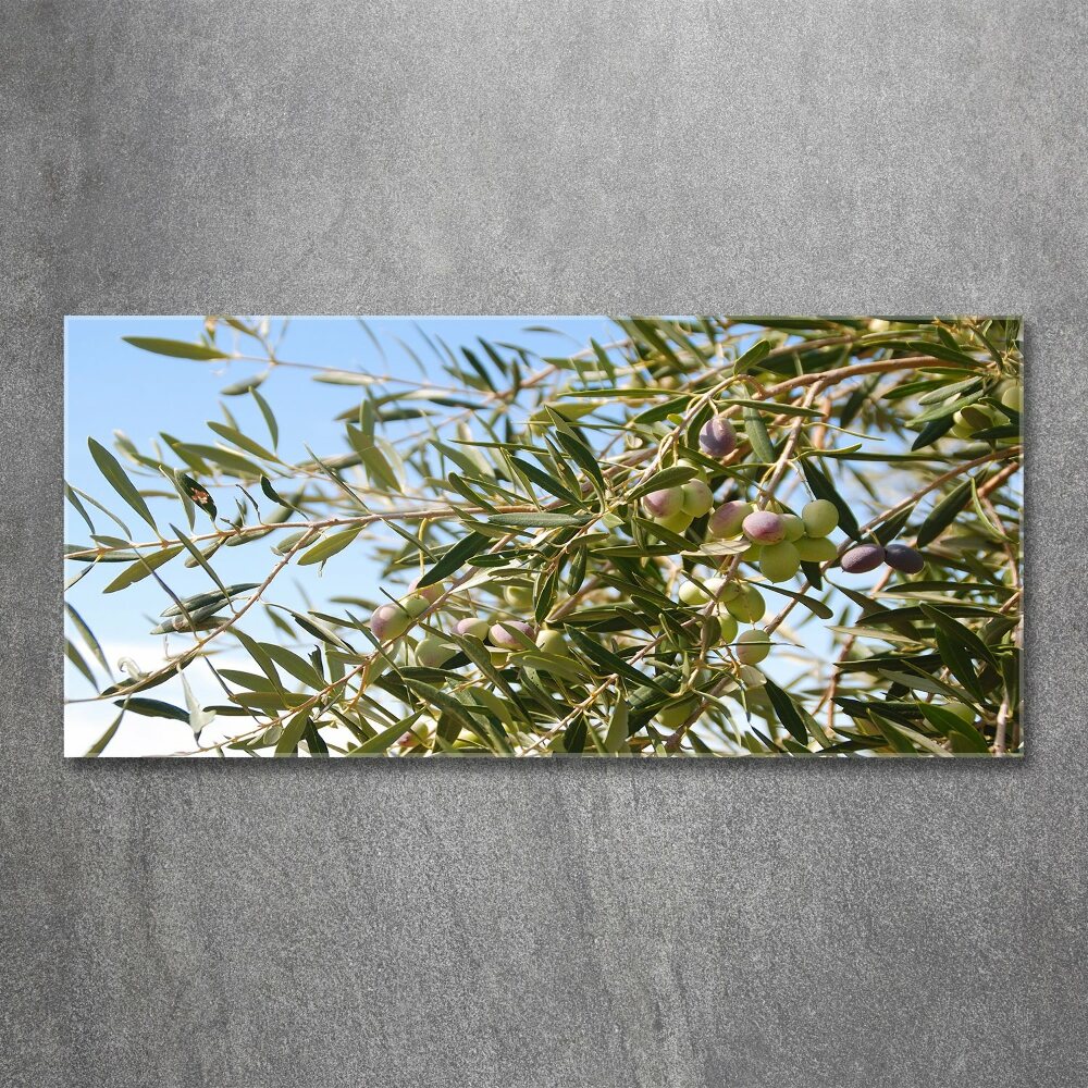 Obraz zdjęcie szkło akryl Drzewo oliwne
