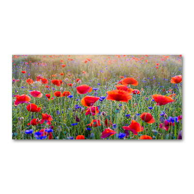 Obraz zdjęcie szkło akryl Polne kwiaty
