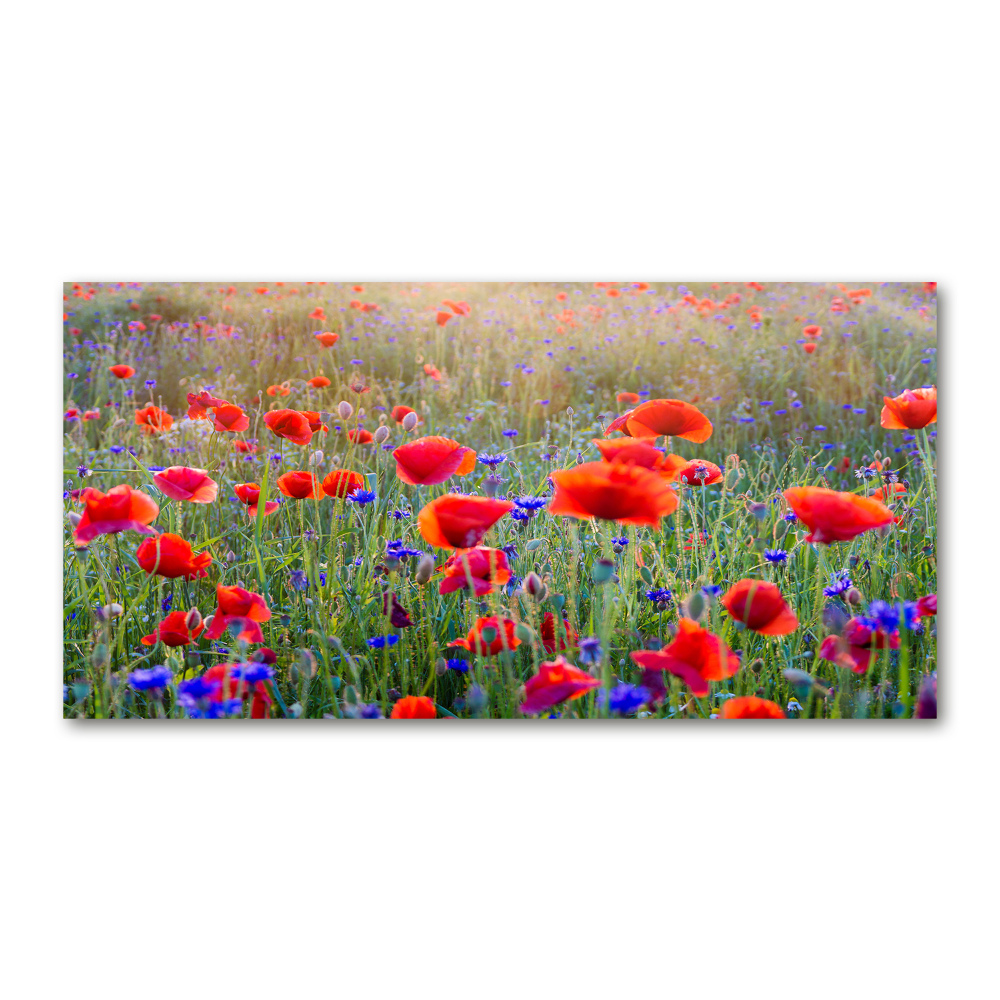 Obraz zdjęcie szkło akryl Polne kwiaty