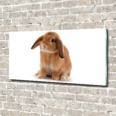 Obraz zdjęcie szkło akryl Rudy królik