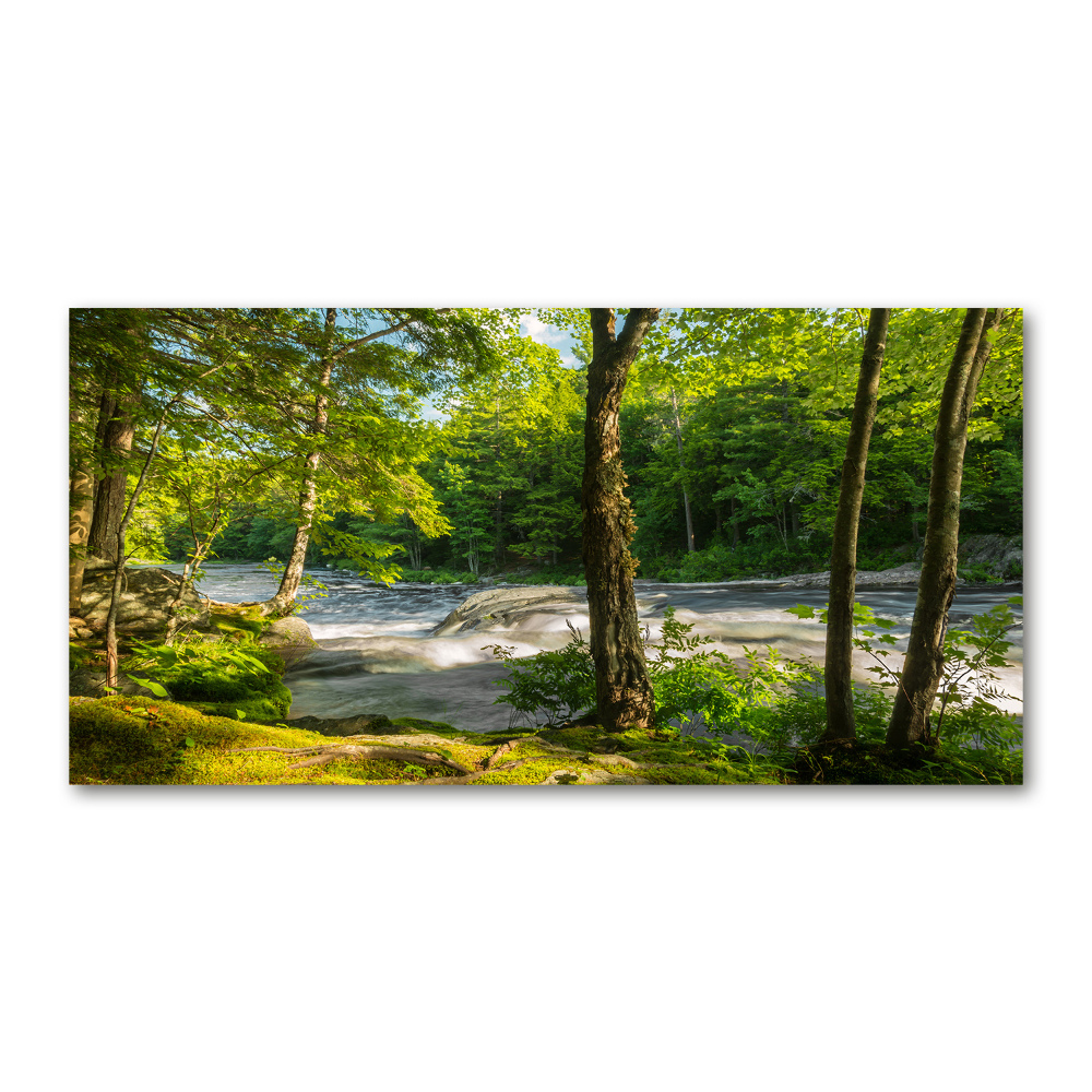 Foto obraz szkło akryl Rzeka w lesie