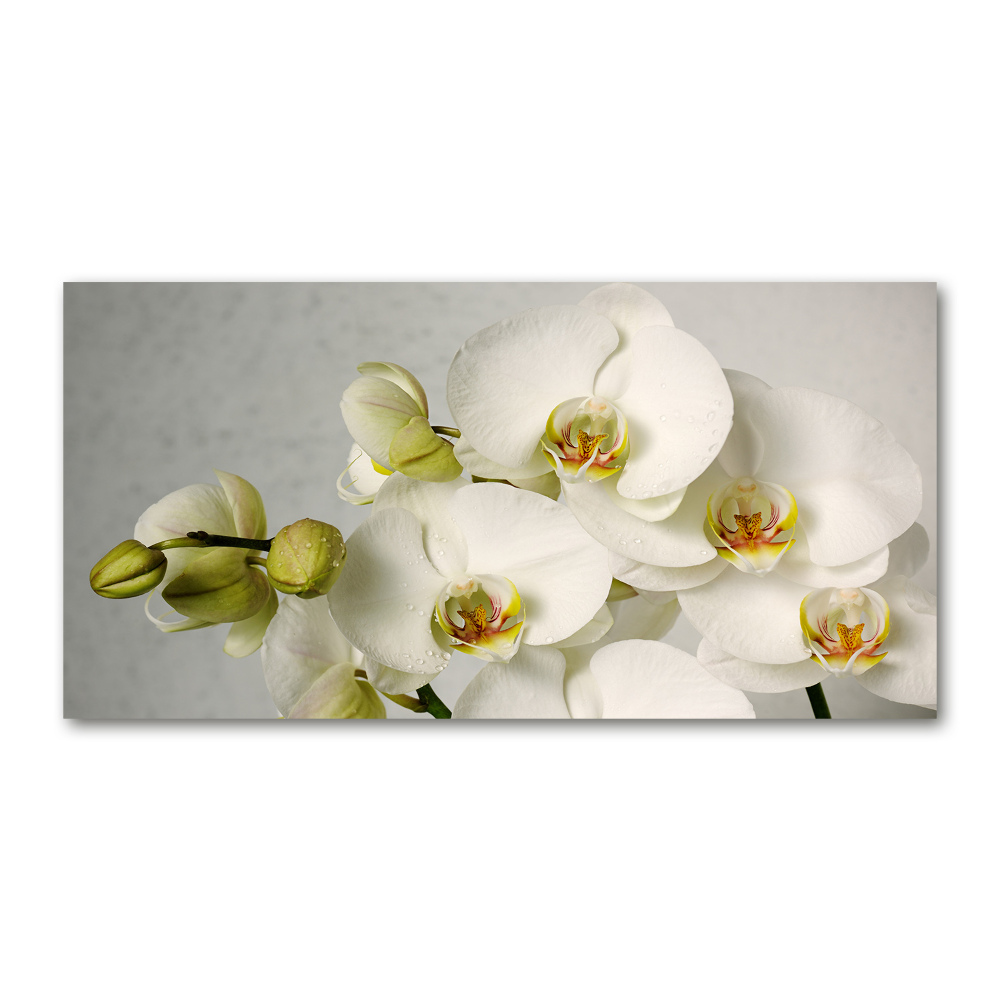 Obraz zdjęcie szkło akryl Biała orchidea