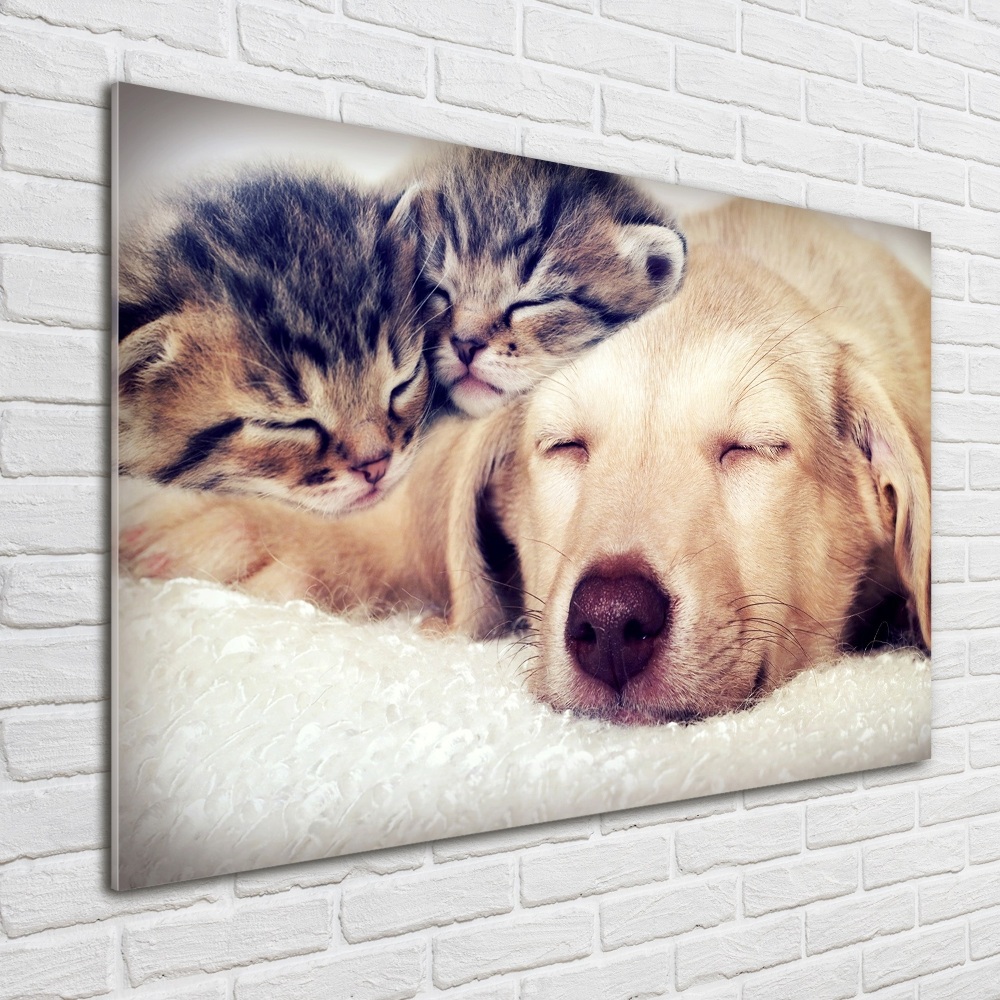 Obraz zdjęcie szkło akryl Szczeniak i koty