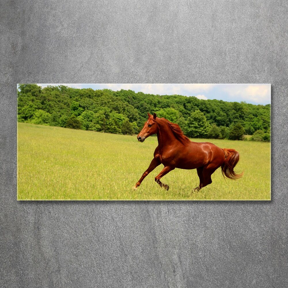 Obraz zdjęcie szkło akryl Koń na łące