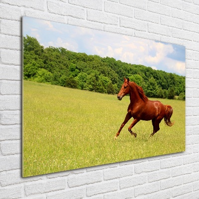 Obraz zdjęcie szkło akryl Koń na łące