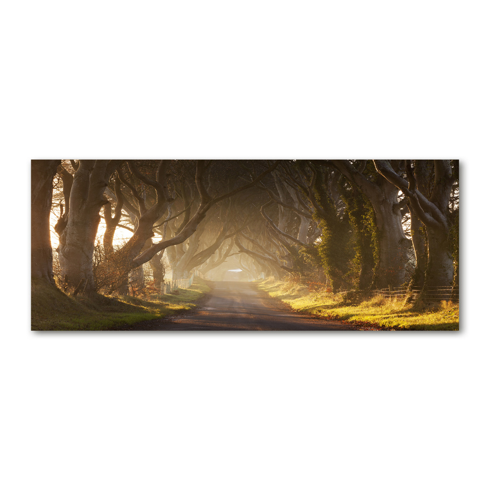 Foto obraz szkło akryl Mgła w lesie