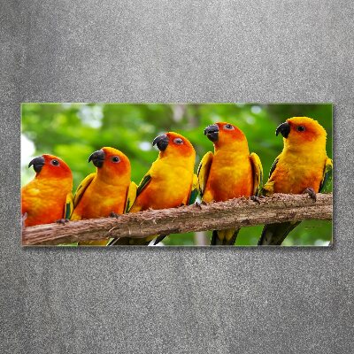 Obraz zdjęcie szkło akryl Papugi na gałęzi
