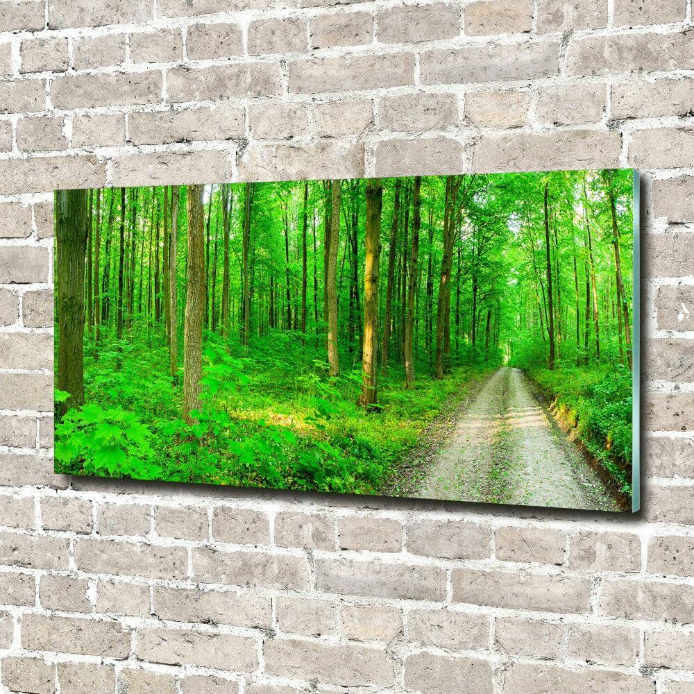 Obraz zdjęcie szkło akryl Drzewa w lesie
