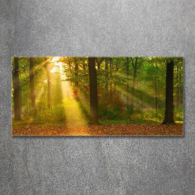 Foto obraz szkło akryl Las w słońcu