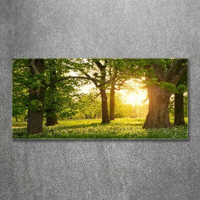 Foto obraz szkło akryl Drzewa w parku