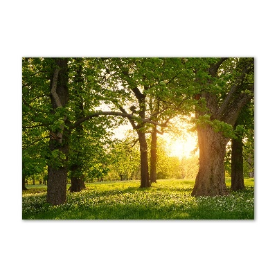 Foto obraz szkło akryl Drzewa w parku