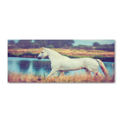 Foto obraz szkło akryl Biały koń jezioro