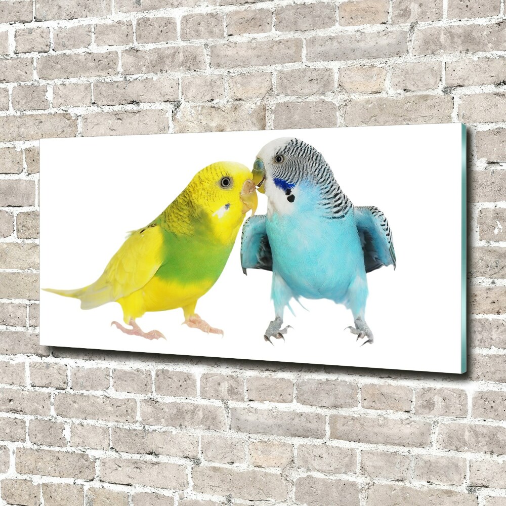 Obraz zdjęcie szkło akryl Papużki faliste