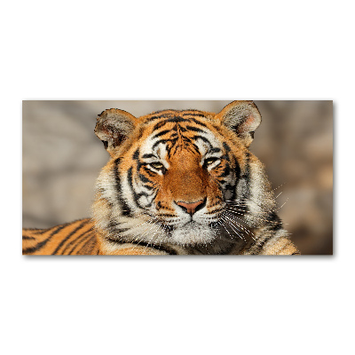 Obraz zdjęcie szkło akryl Tygrys bengalski