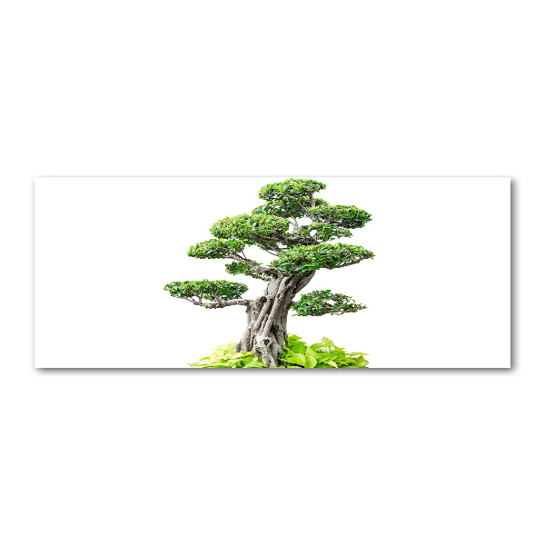 Obraz zdjęcie szkło akryl Drzewo bonsai