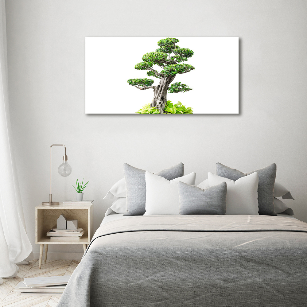 Obraz zdjęcie szkło akryl Drzewo bonsai