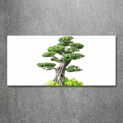 Obraz zdjęcie szkło akryl Drzewo bonsai