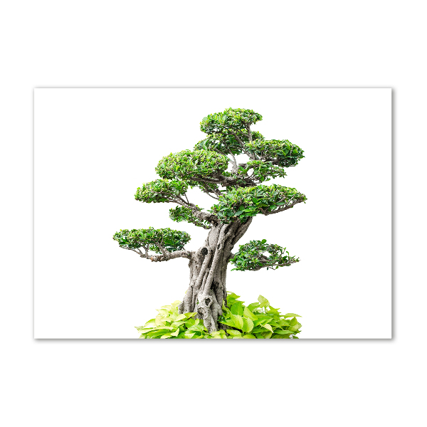 Obraz zdjęcie szkło akryl Drzewo bonsai