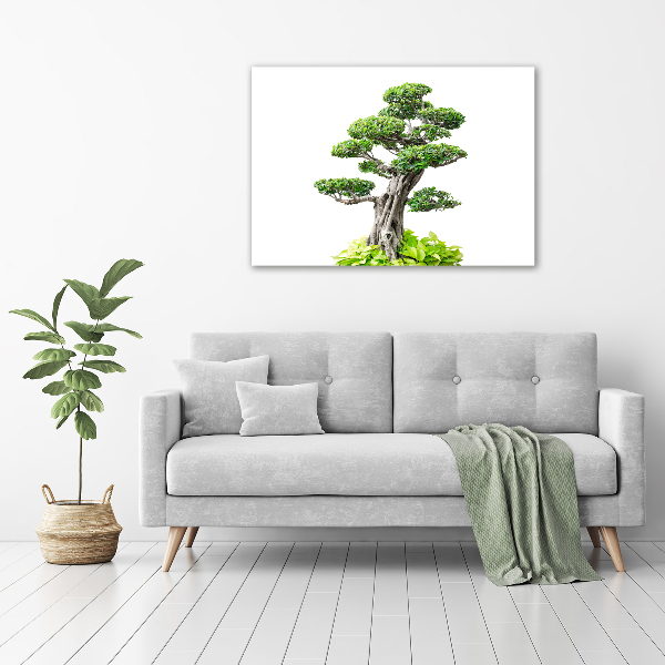 Obraz zdjęcie szkło akryl Drzewo bonsai