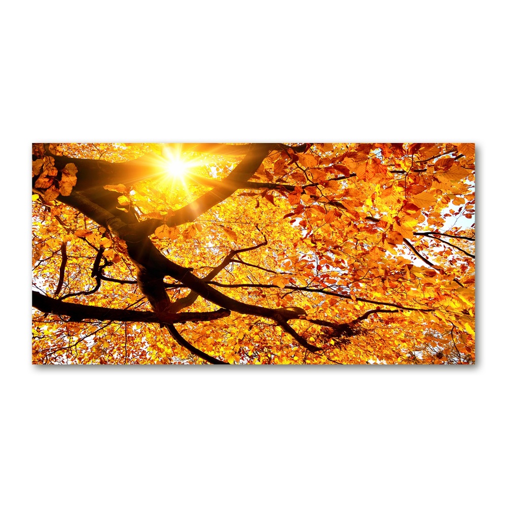 Obraz zdjęcie akryl Korona drzew jesień