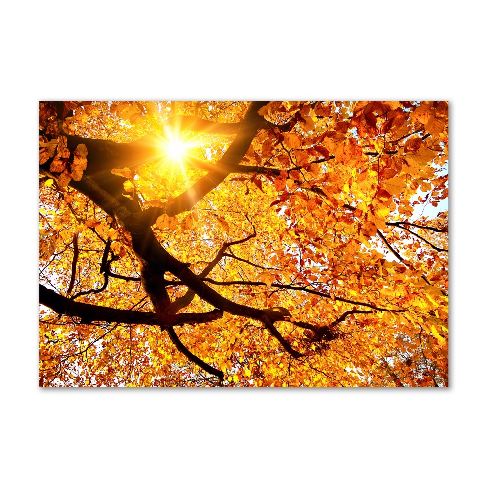 Obraz zdjęcie akryl Korona drzew jesień