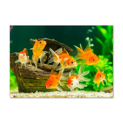 Obraz zdjęcie szkło akryl Złote rybki