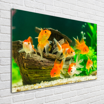 Obraz zdjęcie szkło akryl Złote rybki