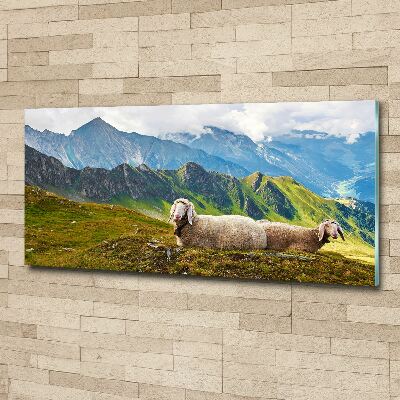 Foto obraz szkło akryl Owce w Alpach