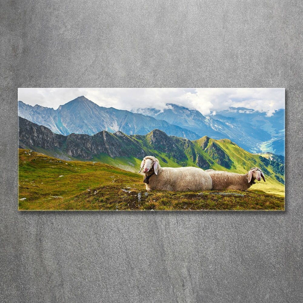 Foto obraz szkło akryl Owce w Alpach
