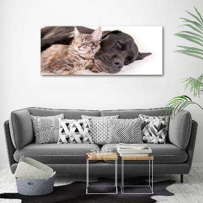 Obraz zdjęcie szkło akryl Pies z kotem