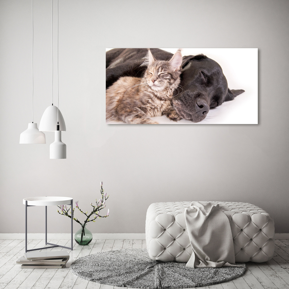 Obraz zdjęcie szkło akryl Pies z kotem