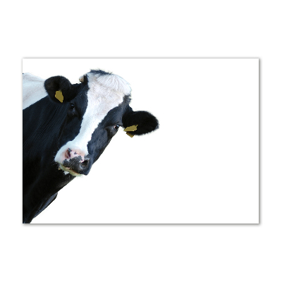 Obraz zdjęcie na scianę akrylowy Krowa