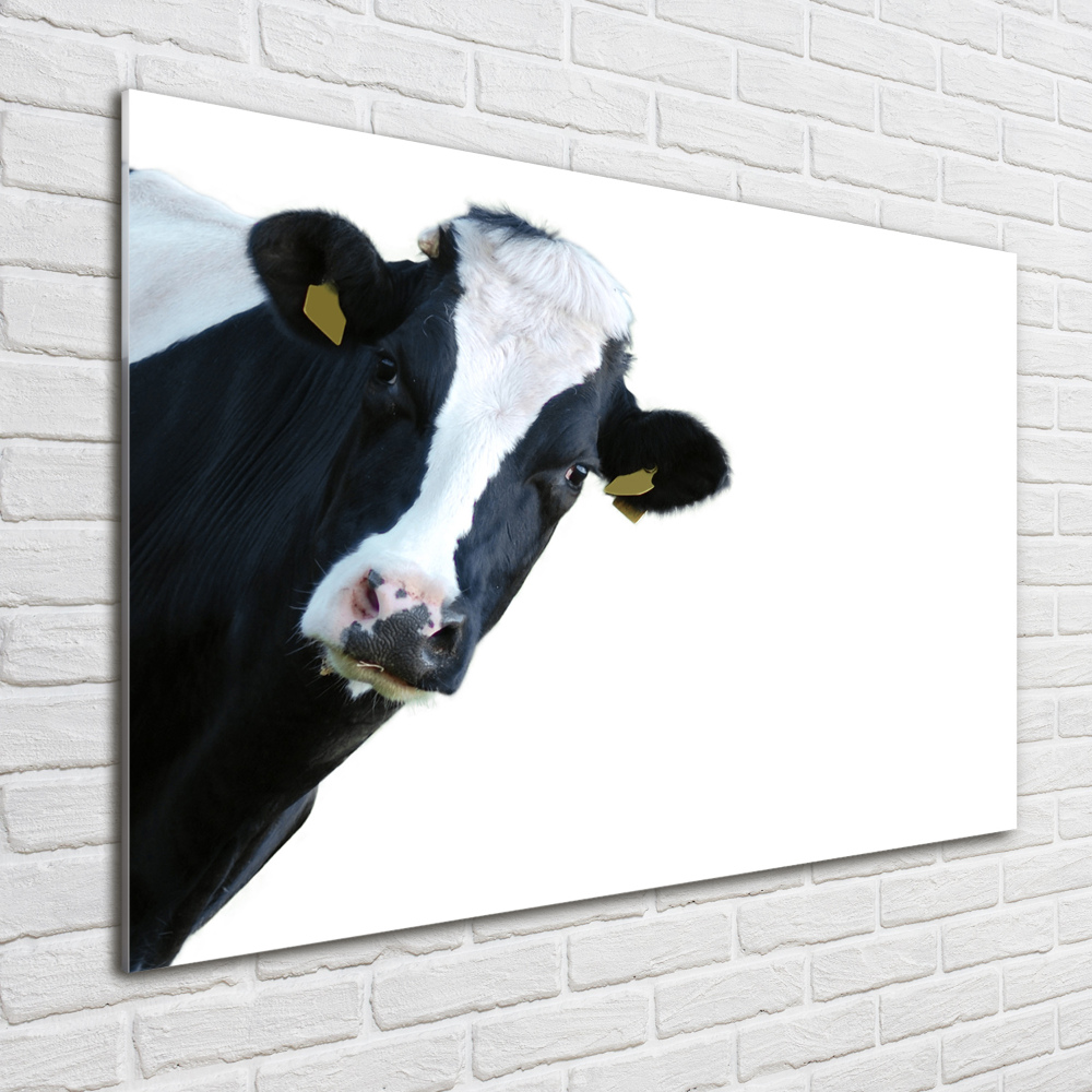 Obraz zdjęcie na scianę akrylowy Krowa