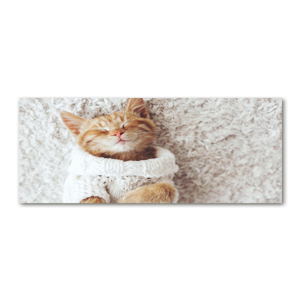 Obraz zdjęcie szkło akryl Kotek w swetrze