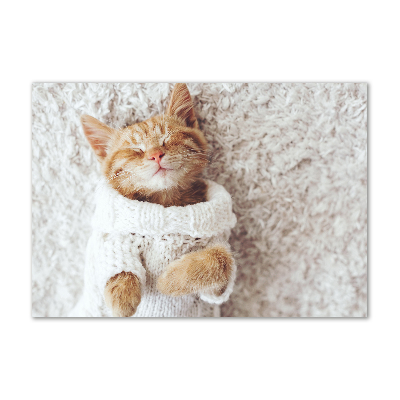 Obraz zdjęcie szkło akryl Kotek w swetrze