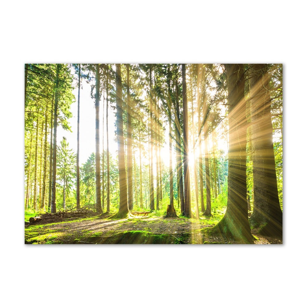 Foto obraz szkło akryl Las w słońcu