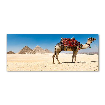Foto obraz szkło akryl Wielbłąd w Kairze