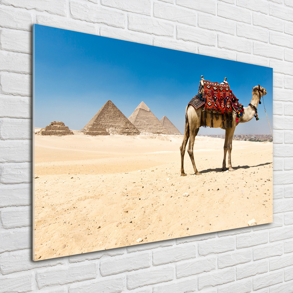 Foto obraz szkło akryl Wielbłąd w Kairze
