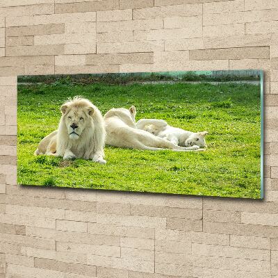 Obraz zdjęcie na ścianę akryl Beżowe lwy