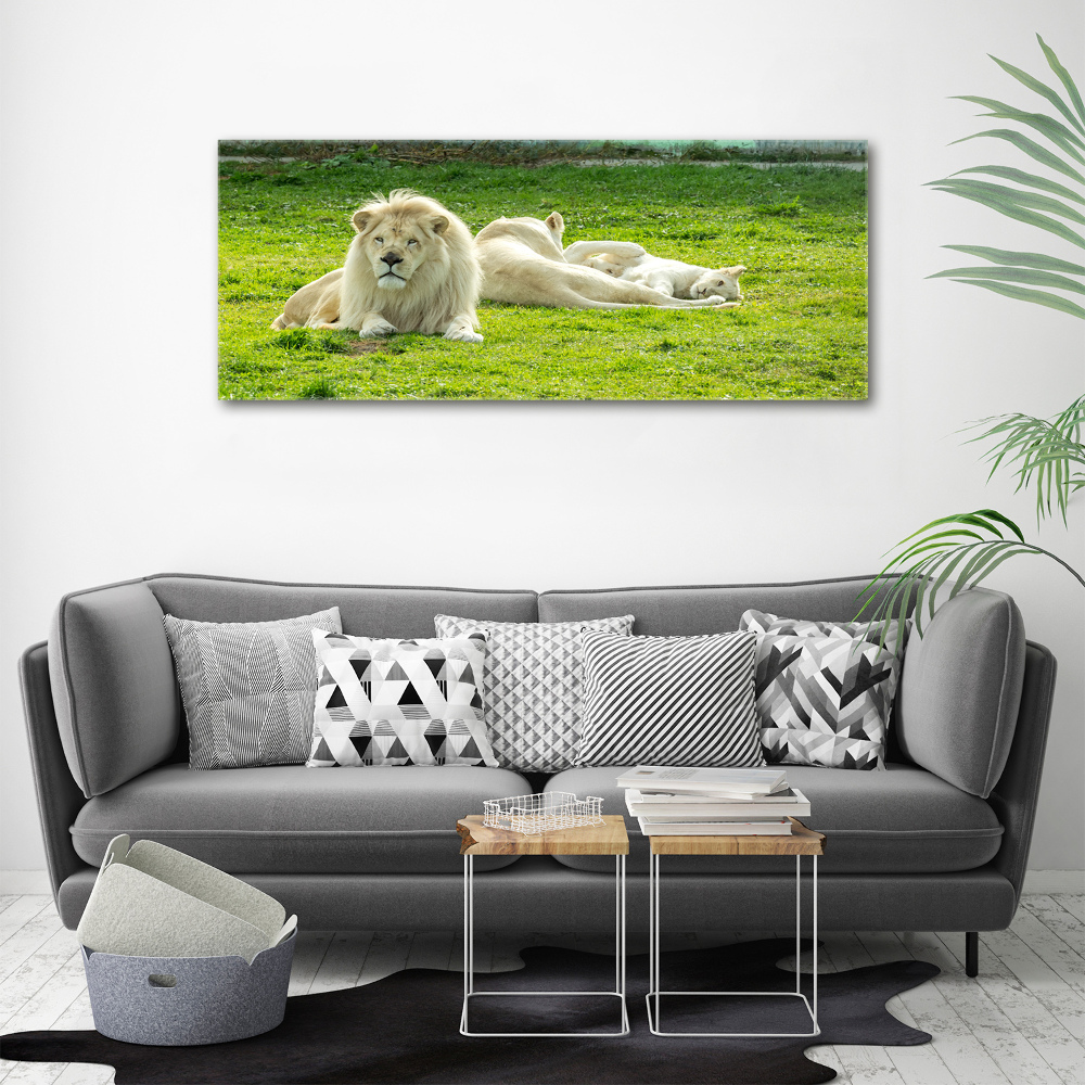 Obraz zdjęcie na ścianę akryl Beżowe lwy