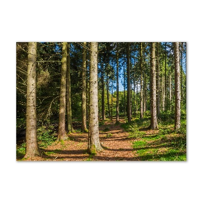 Foto obraz szkło akryl Panorama lasu