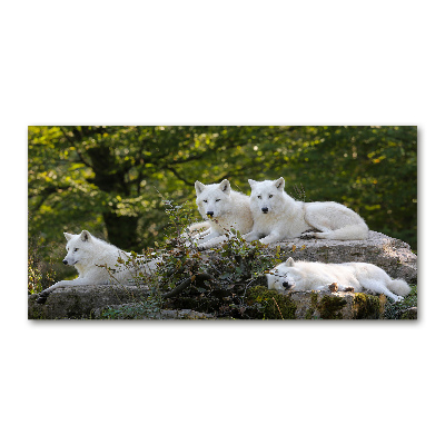 Foto obraz szkło akryl Białe wilki skała