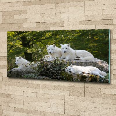 Foto obraz szkło akryl Białe wilki skała