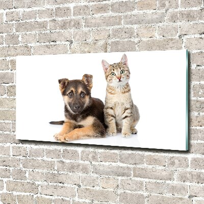 Obraz zdjęcie na ścianę akryl Pies i kot