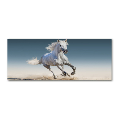 Obraz zdjęcie akryl Biały koń w galopie