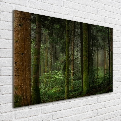 Foto obraz szkło akryl Mgła w lesie