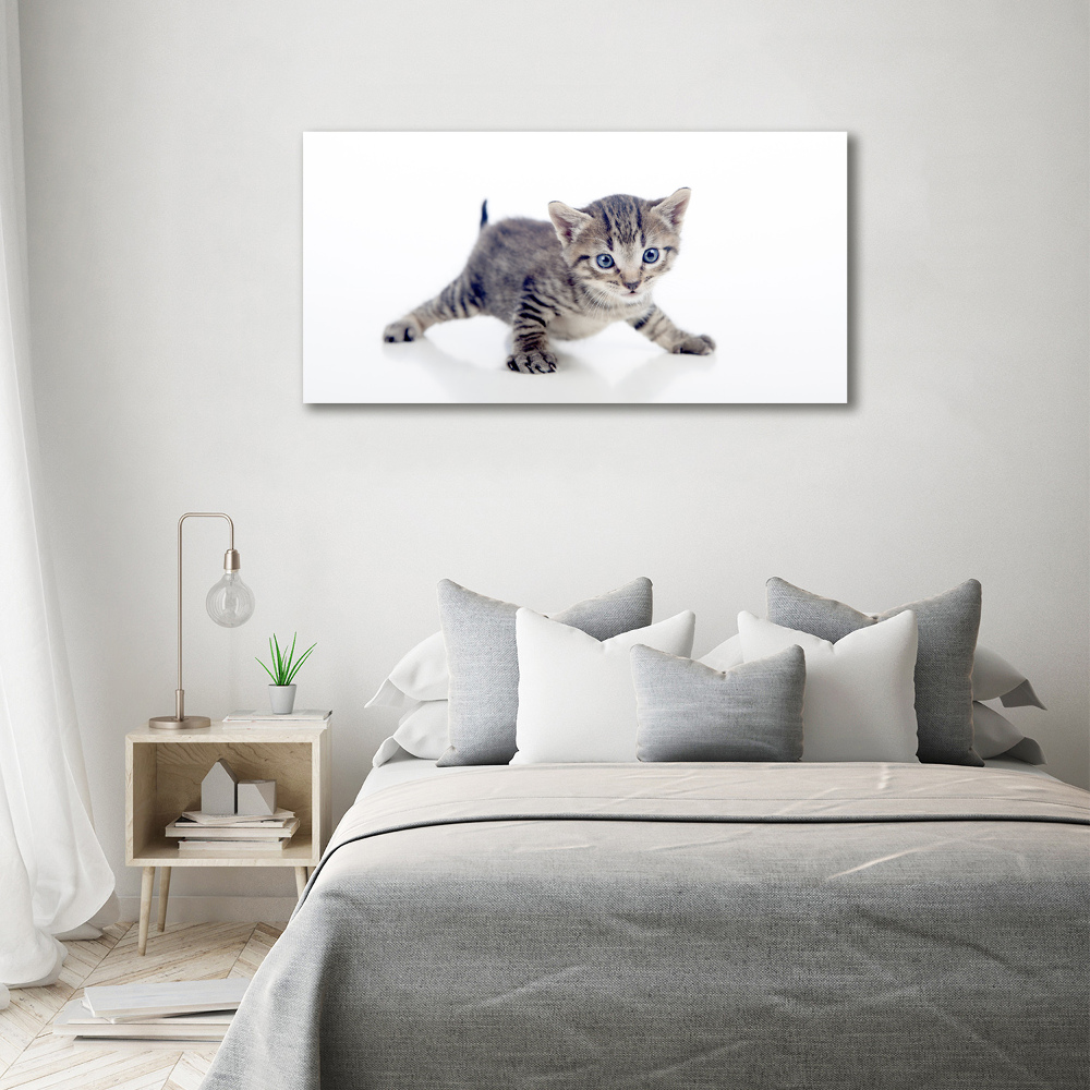 Obraz zdjęcie na ścianę akryl Mały kot