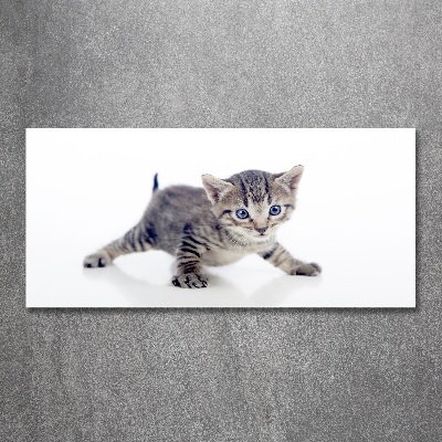 Obraz zdjęcie na ścianę akryl Mały kot