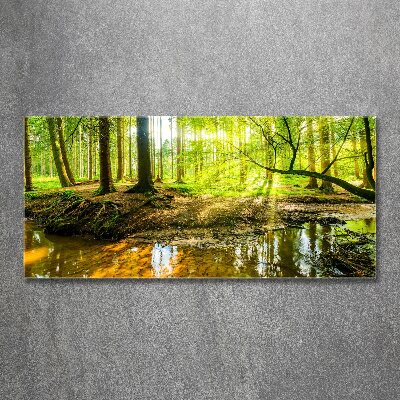 Foto obraz szkło akryl Sadzawka w lesie